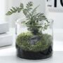 High Borosilicate Glass Moss Terrarium, thumbnail 3 of 5