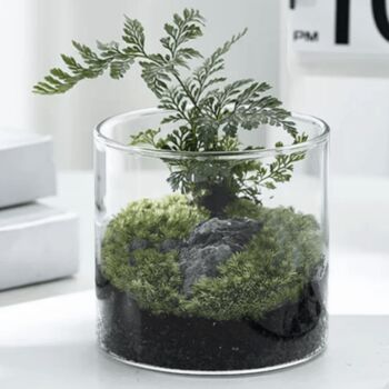 High Borosilicate Glass Moss Terrarium, 3 of 5