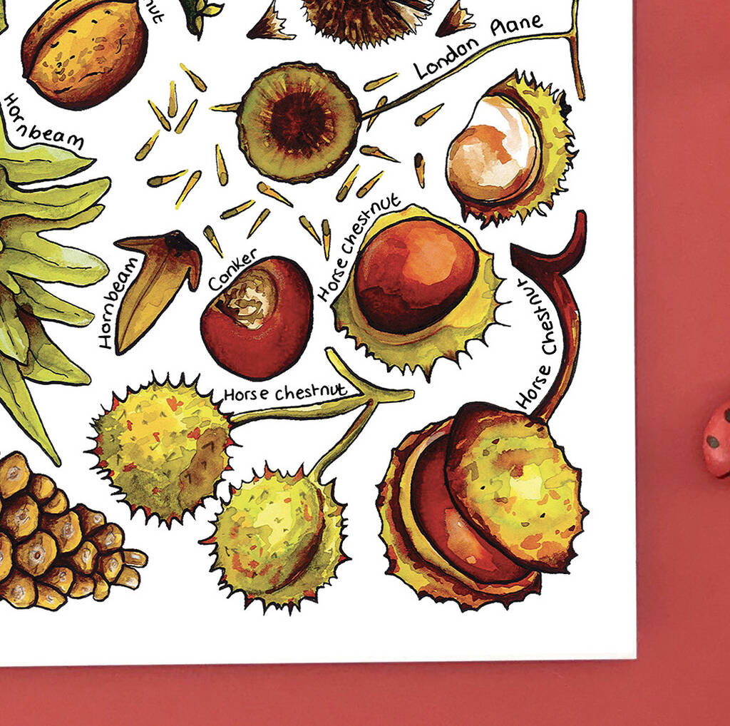 Nuts And Seeds Of Britain Postcard By Alexia Claire