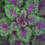 Kale 'Red Russian' Six X Plug Plant Pack, thumbnail 3 of 5