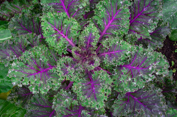 Kale 'Red Russian' Six X Plug Plant Pack, 3 of 5