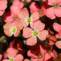 Flowering Plants Aubretia 'Red' 12 X Plant Pack, thumbnail 4 of 5