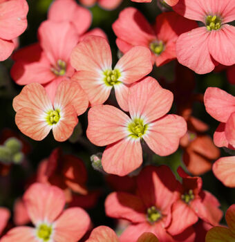 Flowering Plants Aubretia 'Red' 12 X Plant Pack, 4 of 5