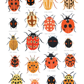 Ladybird Identification Art Print, 7 of 8