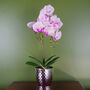 Pink Orchid Artificial Silver 50cm Real Touch, thumbnail 1 of 3
