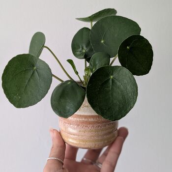 Mini Plant And Pot Subscription Box Houseplant Lover Gift, 2 of 4