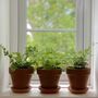 Grow Your Own Herbs 'Terracotta Herbs Kit', thumbnail 8 of 9