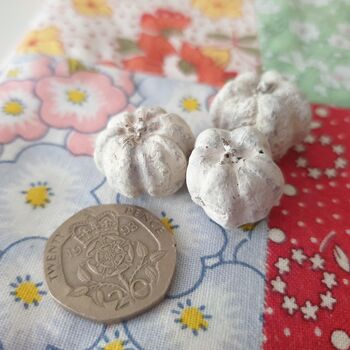 White Dried Baby Pumpkins For Autumn Home Decoration, 4 of 4