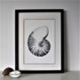 Framed Limited Edition Nautilus Shell Giclee Print, thumbnail 3 of 7