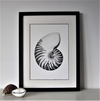 Framed Limited Edition Nautilus Shell Giclee Print, 3 of 7