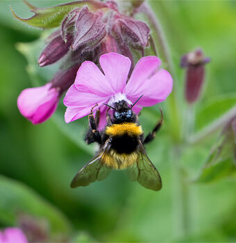Wildflower And Herb Seeds Create Your Own Gift Set, 10 of 12