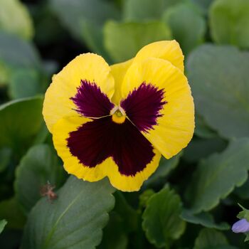 Flowers Pansy 'Yellow Blotch' Six X Plant Pack, 5 of 5