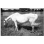 White Horse, Candes Saint Martin Photographic Art Print, thumbnail 3 of 4