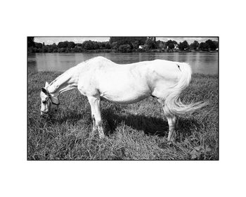 White Horse, Candes Saint Martin Photographic Art Print, 3 of 4