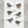 British Tits/Garden Birds Artwork Print, thumbnail 9 of 9