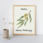 Italian Olive Art Print Poster, Tuscany Italy, Fruit, Hand Drawn, thumbnail 3 of 3