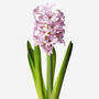 Mademoiselle Hyacinth Fresh Bouquet, thumbnail 3 of 3