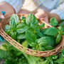 Basil 'Sweet Genovese' Three X 9cm Pots, thumbnail 2 of 6