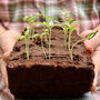 Weird Veg Halloween Seed Bar, thumbnail 2 of 3