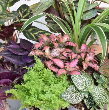 Cute Baby Terrarium Plants Plants Home Office Decor, 3 of 5