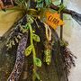 Personalised Witch Treetopper Fairy Decoration, thumbnail 5 of 12