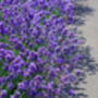 Lavender Plants 'Hidcote' In A One Litre Pot, thumbnail 9 of 10