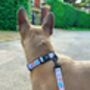 Safari Print Dog Harness Bundle Collar And Lead Set, thumbnail 6 of 12
