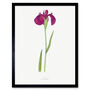 Japanese Water Iris Flower Floral Stem White Art Print, thumbnail 1 of 3