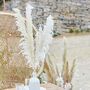 Pampas Grass Stems 90 Cm Bleached Or Natural, thumbnail 2 of 5