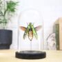 Bicolor Metallic Wood Boring Beetle Insect Bug Entomology Taxidermy Bell Jar, thumbnail 1 of 3