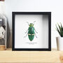 Ivory Banded Emerald Jewel Beetle Handcrafted Frame, thumbnail 1 of 3