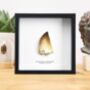 Xl Mosasaurus Tooth Box Frame Real Authentic Jurassic Dinosaur Fossil Museum Quality Natural History Interior Design Home Decor Display Gift Ornament, thumbnail 1 of 4