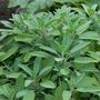 Herb Plants English Sage Nine X Plug Plant Pack, thumbnail 4 of 5