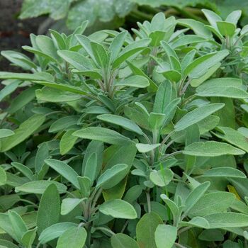 Herb Plants English Sage Nine X Plug Plant Pack, 4 of 5