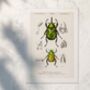 Framed Scientific Beetle Print, Vintage Beetle Art, thumbnail 3 of 7