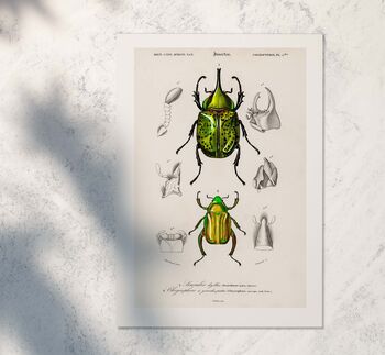 Framed Scientific Beetle Print, Vintage Beetle Art, 3 of 7