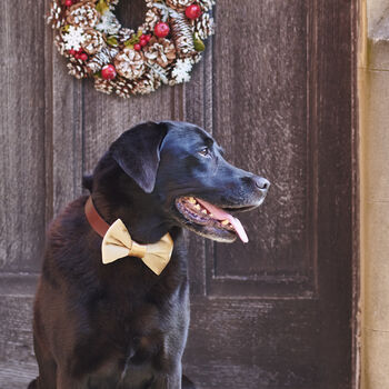 Artisan Dog Treats – Handmade In Norfolk, 9 of 12