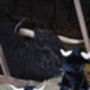 Personalised Black Longhorn 18cm Cow Soft Toy Brown, thumbnail 6 of 11