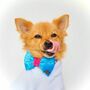 Pink And Blue Velvet Dog Bow Tie, thumbnail 1 of 3