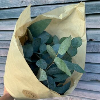 Fresh Cut Eucalyptus Stems Cinerea, 3 of 8