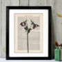 Hellebore, Vintage Collection Print, thumbnail 1 of 4