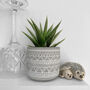 Narrow Leaved Aloe Easy Care Decorative Plant, thumbnail 2 of 5