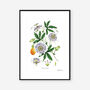 Passion Flower White, Botanical Art Print, thumbnail 2 of 2