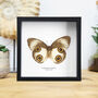 Urania Owl Butterfly Entomology Handcrafted Frame, thumbnail 1 of 3
