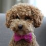 Pink Velvet Dog Bow Tie, thumbnail 1 of 4