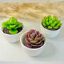 Succulent Candles In White Ceramic Pots, thumbnail 1 of 10