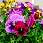 Pansy 'Fruits Of The Forest' 20 X Full Plant Pack, thumbnail 1 of 2