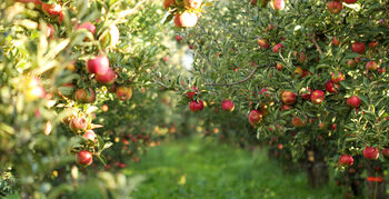 Apple Fruit Trees Two X 10 L Pots, 4 of 6