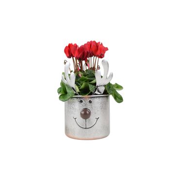 Metal Reindeer Planter With Red Or White Cyclamen, 2 of 3