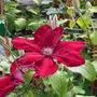 Clematis Rebecca, Personalised Plant Gift, thumbnail 2 of 2